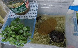 鱷龜?shù)娘曫B(yǎng)方法，每隔7-10天消毒一次