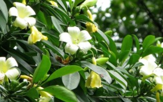 灰莉的家庭養(yǎng)殖方法，喜歡生長(zhǎng)在光照充足的環(huán)境下