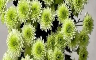 多頭小菊的種植方法，可選擇在春秋兩季進行