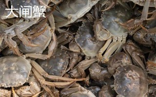膏蟹和大閘蟹哪個(gè)更好吃，兩個(gè)各有千秋