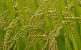 綠海優(yōu)巴絲水稻品種的特性，全生育期116.5天