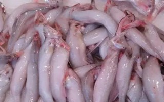 水電魚的學(xué)名，學(xué)名叫龍頭魚