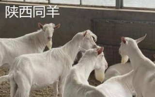 陜西羊肉的價格，不同品種價格不同