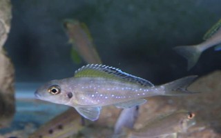 七彩珍珠魚(yú)好不好養(yǎng)，飼養(yǎng)難度不大
