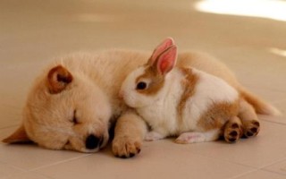 為什么狗狗一到晚上就哼哼唧唧，可能是焦慮、壓力、饑餓等導致