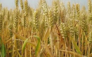 天谷紅寶5號小麥品種簡介，每畝適宜基本苗18～22萬