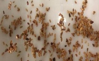 蔬菜種子的催芽方法，不同的方法適用于不同種子