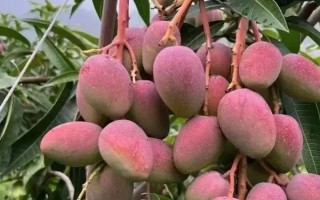 低溫對芒果的危害，會造成花藥不裂開、柱頭受損傷等