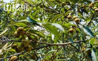 山核桃和核桃的區(qū)別，生長環(huán)境和產地均不同