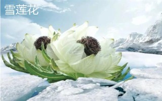 西藏那曲市的特產(chǎn)，酥油是藏族人不可缺少的食品