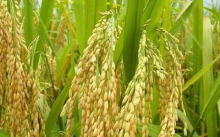 臻香優(yōu)野珍水稻種子特征特性，全生育期125.9天