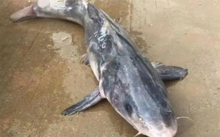 釣鮰魚適合用雞肝還是豬肝，二者效果差不多