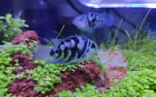 鸚鵡魚一直待在角落的原因，水溫水質(zhì)不佳、水中氧氣不足等因素均會導(dǎo)致