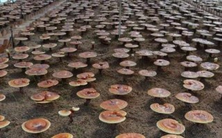 靈芝生長需要什么環(huán)境，溫度要達(dá)到25-30℃