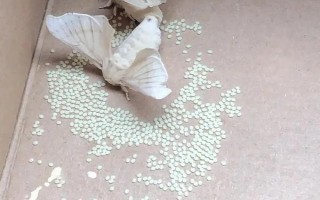 蠶卵怎么保存到第二年，可通過冷藏進(jìn)行保存