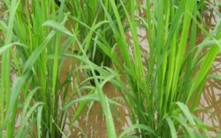 墾稻1918水稻品種的特性，該品種主莖12片葉