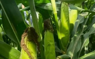 艾克信6玉米種簡介，中抗穗腐病