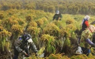 晴好天氣秋收秋種農(nóng)事建議，及時收獲成熟作物