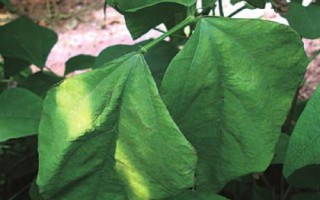 扁豆枯萎病介紹，發(fā)病時(shí)莖部會(huì)開裂