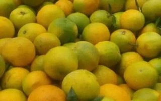 廣西橘子的品種，常見的有沃柑、夏橙、砂糖橘等