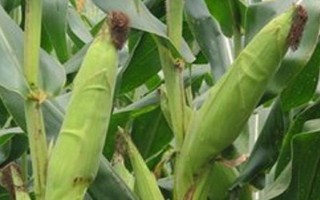 龍育11玉米種子介紹，在適應(yīng)區(qū)5月上旬播種