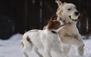 犬貓慢性腸炎的癥狀，表現(xiàn)為食欲不振，長期持續(xù)腹瀉等