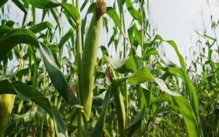 中農(nóng)育9號(hào)玉米品種簡(jiǎn)介，4月末至5月初播種