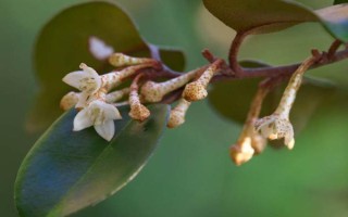 木半夏與胡頹子有什么區(qū)別，植物類型、葉片、花朵等方面均不同