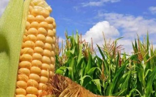 粒隆953玉米種簡(jiǎn)介，適宜播期在6月15日前