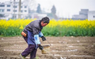 怎么用地膜種玉米，育苗移栽需要先栽苗再覆膜