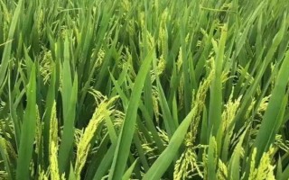 瑞兩優(yōu)1576水稻種子簡(jiǎn)介，在4月底到5月初播種為宜