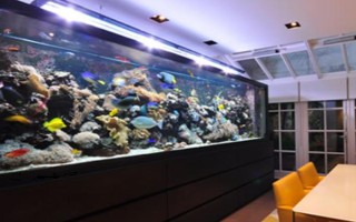魚缸重新?lián)Q水多久可以放魚，至少要三天才可以放魚