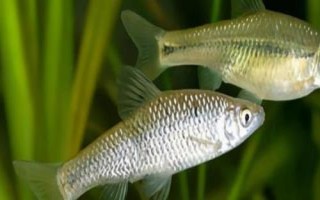 麥穗魚的壽命，通常只能存活3-4年