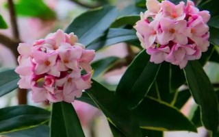 睡香花的養(yǎng)殖方法，每月施加一次稀薄的肥液