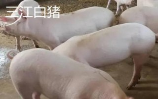 有哪些瘦肉型豬品種，長白豬、大白豬、杜洛克豬均是廋肉型