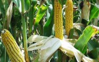 華耐白甜509玉米種子介紹，中抗大斑病