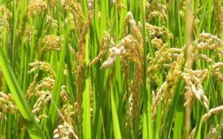 廣源占151號水稻種子介紹，早造全生育期124～129天