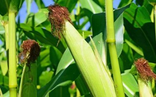 丹玉8401玉米品種簡介，應選擇肥力較好的地塊種植
