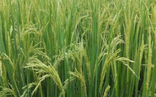 贊兩優(yōu)570水稻品種的特性，秧田畝播種量8-10千克
