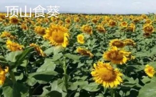 新疆阿勒泰地區(qū)的特產(chǎn)，喀納斯蜜瓜被譽為“阿山一絕”