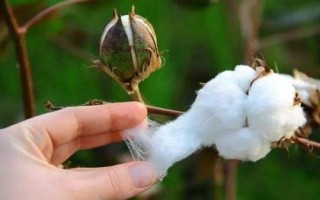 中棉EB005棉花品種簡(jiǎn)介，高抗枯萎病耐黃萎病