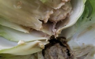 大白菜為什么會(huì)爛根，可能是受澇漚根、患有軟腐病等原因所導(dǎo)致