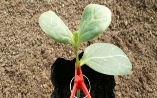 西瓜的嫁接砧木要注意什么，需具備抗病能力、適應(yīng)能力與親和性