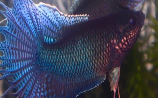 斗魚(yú)能不能養(yǎng)在大缸中，可以飼養(yǎng)但會(huì)影響觀賞