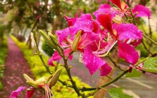 紫荊花秋季能修剪嗎，天氣暖和適合修剪