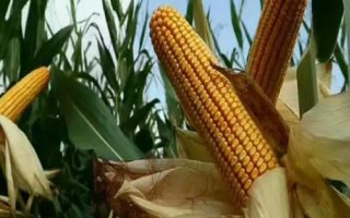 雅玉3482玉米品種簡介，每畝種植密度4000株左右