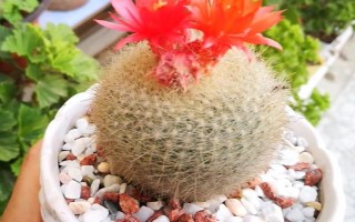 如何養(yǎng)殖白雪光仙人球，生長期間需每隔10-15天追施一次餅肥