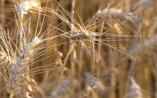 我國(guó)農(nóng)作物熟制，不同地區(qū)的主要作物不同