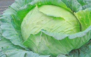 什么是圓白菜，通常是指甘藍