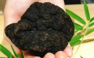 黑松露是什么，是一種生長(zhǎng)于地下的野生食用真菌